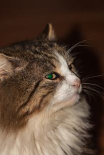 Зеленоглазая кошка.